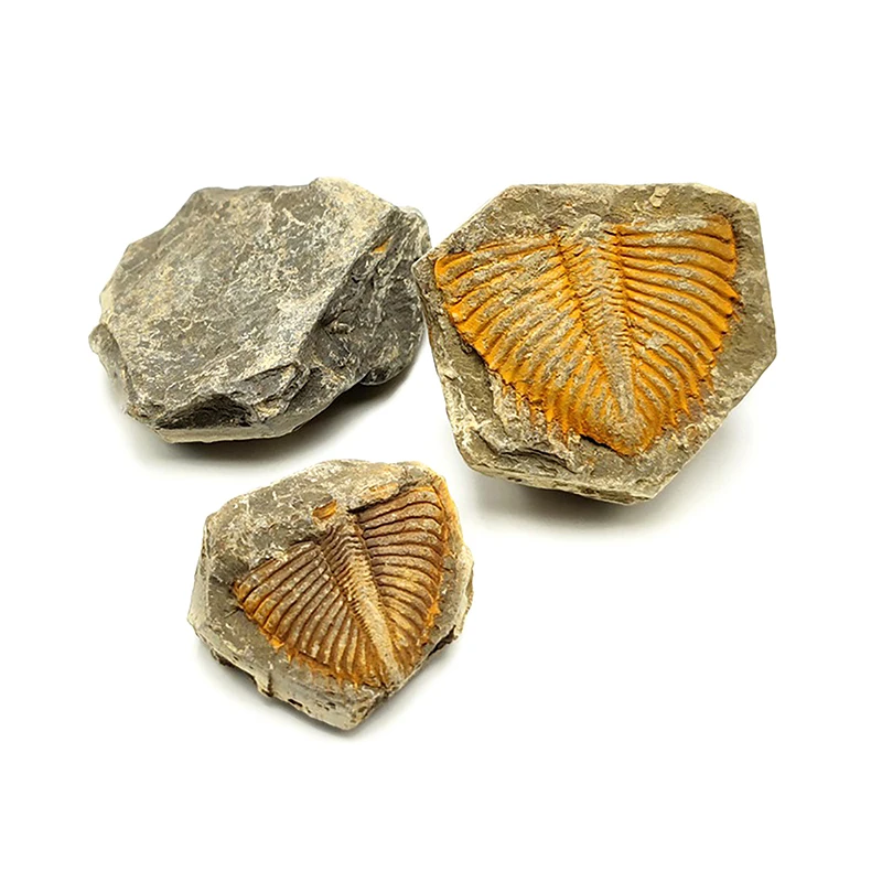 Science Fossils Specimen Ocean Animals Sample Model Decor Rock Specimen Decoration Student Adornment Original Stone Teaching