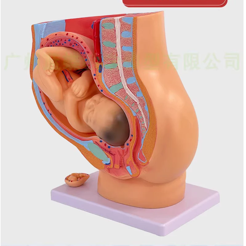 Gynecology Obstetrics Female Pelvic Attached Full-term Fetal Model; Nine-month Fetal Uterine Reproductive Model