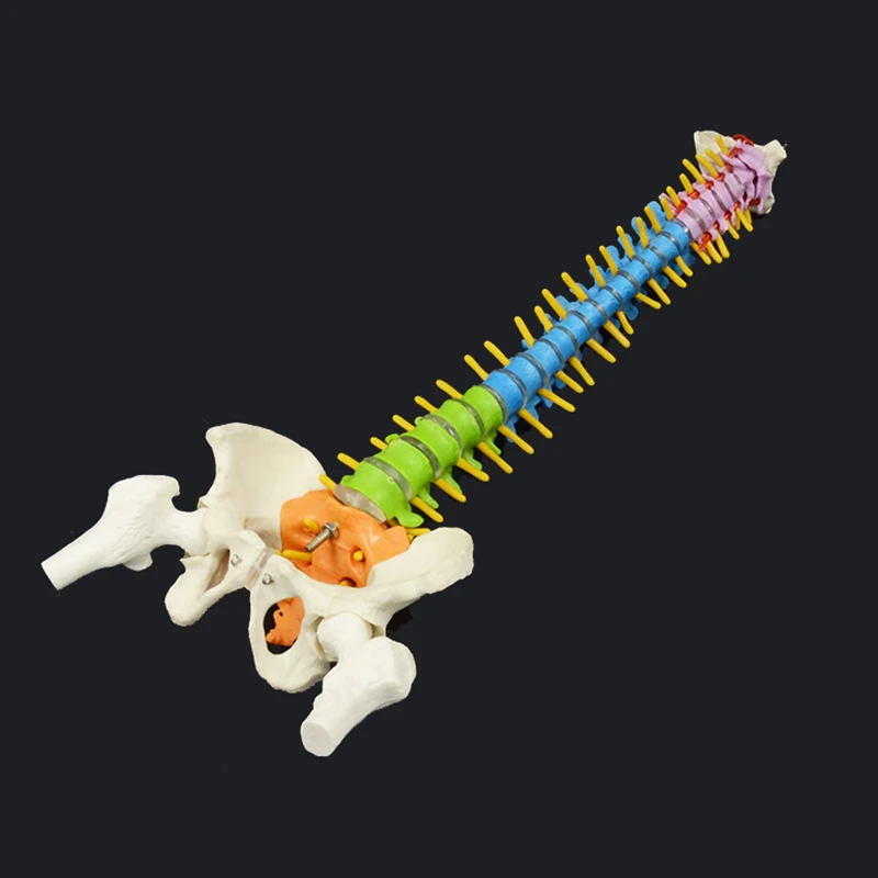 45CM Color Human Spine with Pelvic Model Human Anatomical Anatomy Spine Medical Model School Medical teaching supplies