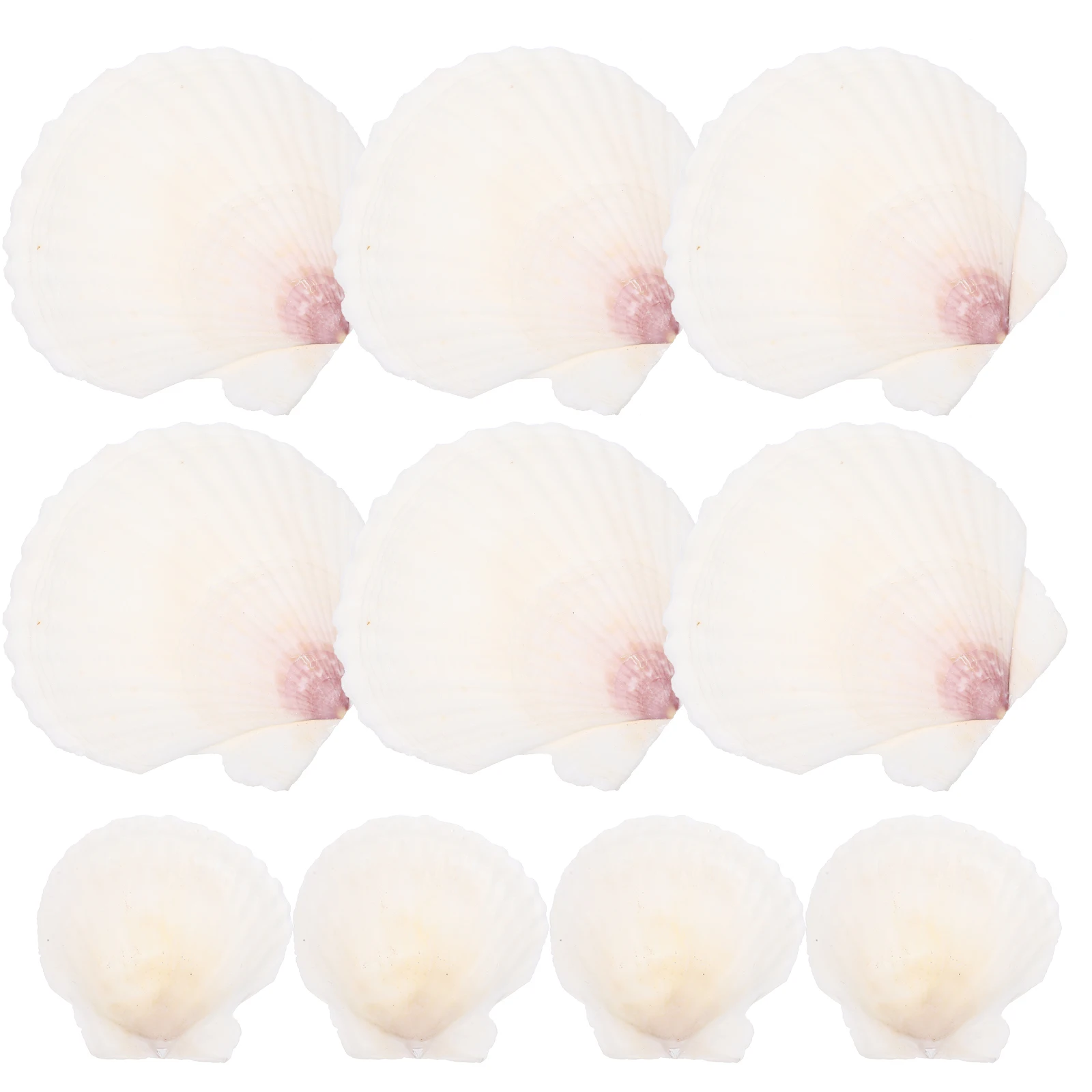 10 pçs conjunto de concha natural diy vieiras acessórios para artesanato conchas para decoração tanque de peixes adorno desktop ornamento oceano tema