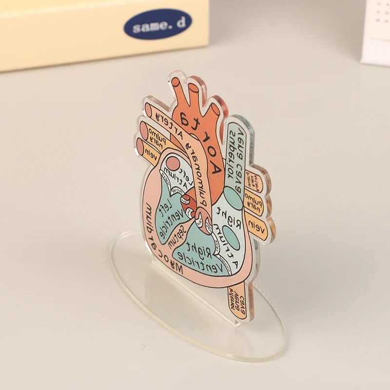 2D Acrylic Heart Anatomy Model - Perfect Educational Tool for Medical and Home Offices