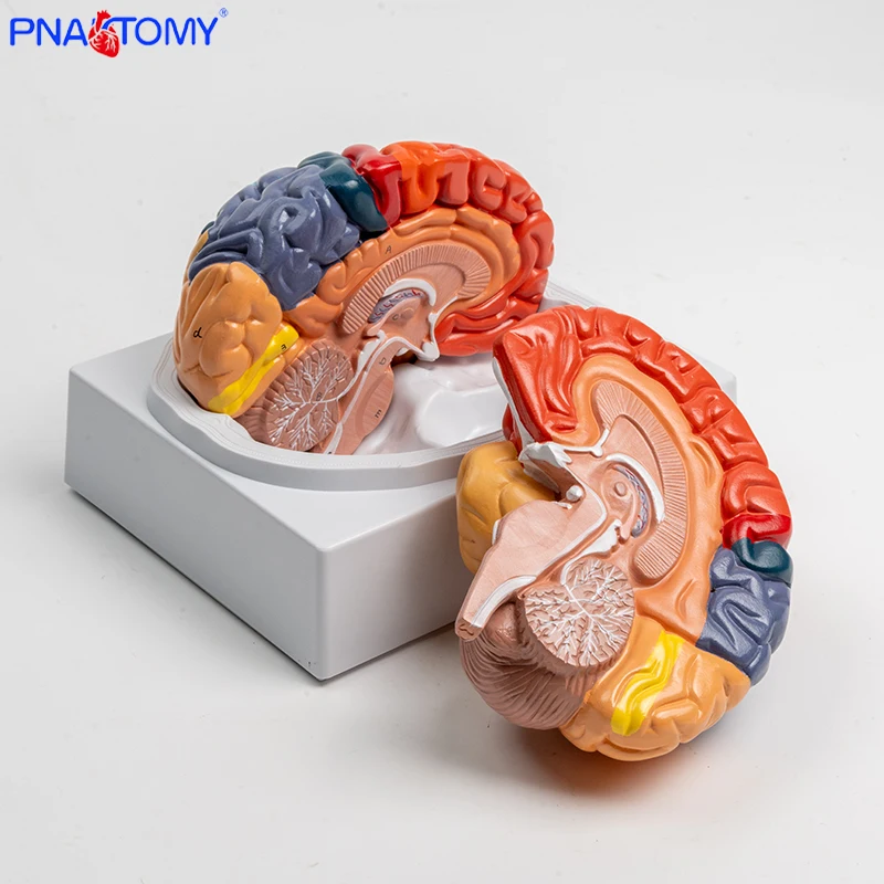 

Functional Brain Model Cerebellum Brain Stem Anatomy Human Anatomical Models for Medical Supplies and Equipment Lab Display