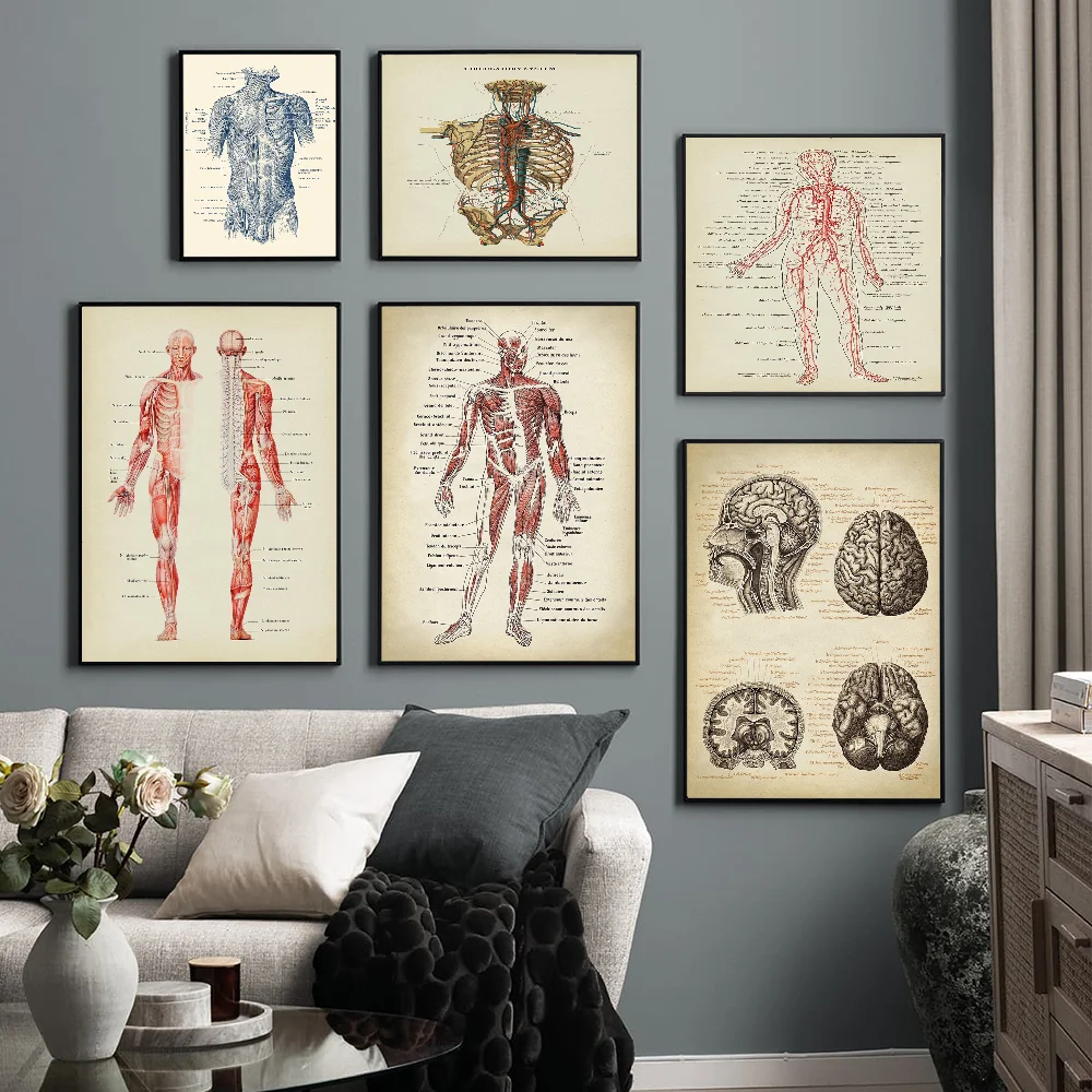 

Human Anatomy Muscles System Art DIY Sticky Poster Vintage Room Bar Cafe Decor Home Decor