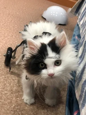 Pet Dog Cat Wheelchair Wheel Chair Cart Walker Scooter For Back Legs Selling Factory Direct Sale Customize