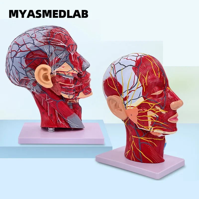 Mid-sagittal Section Model of The Head with Vascular and Nervous Attachments Cervical Anatomy Facial Muscle Structure