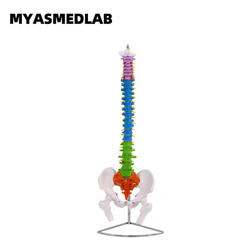 Modelo Natural Grande Coluna Humana Colorida, Esqueleto Coluna Cervical e Lombar, Zoneamento Coluna Adulto 1:1, 80cm