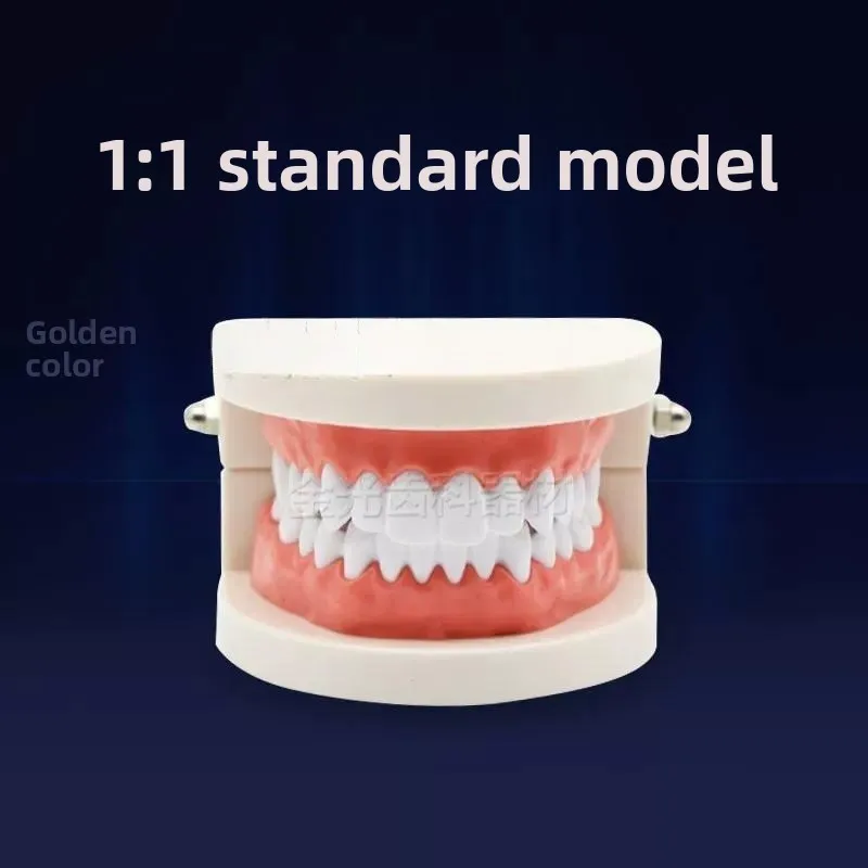Dental Teeth Model Standard Teaching Study Teeth Model for Dentist Lab Material Dental Students Studying Training Model