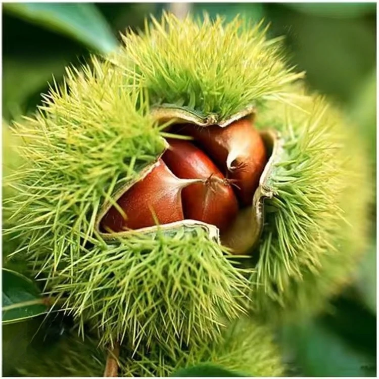 Spiny Chestnut Shell Peeling Machine Stab Husk Shelling Machine Electric Chestnut Shell Remover Chestnut Machine