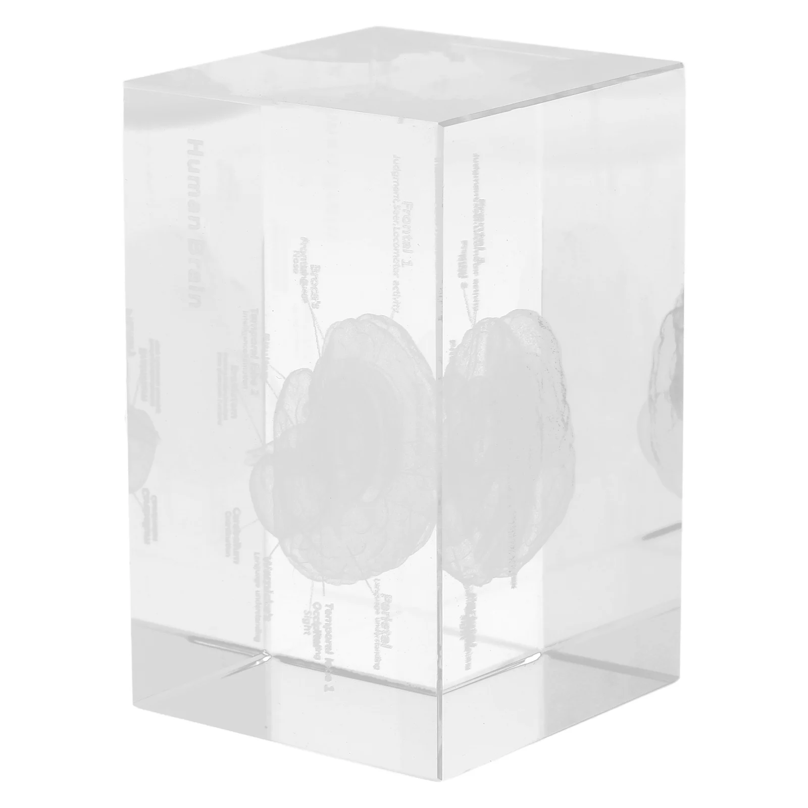 

Crystal Human Brain Anatomical Sculpture Intricate 3D Engraving Scientific Office Home Decoration Educational Display