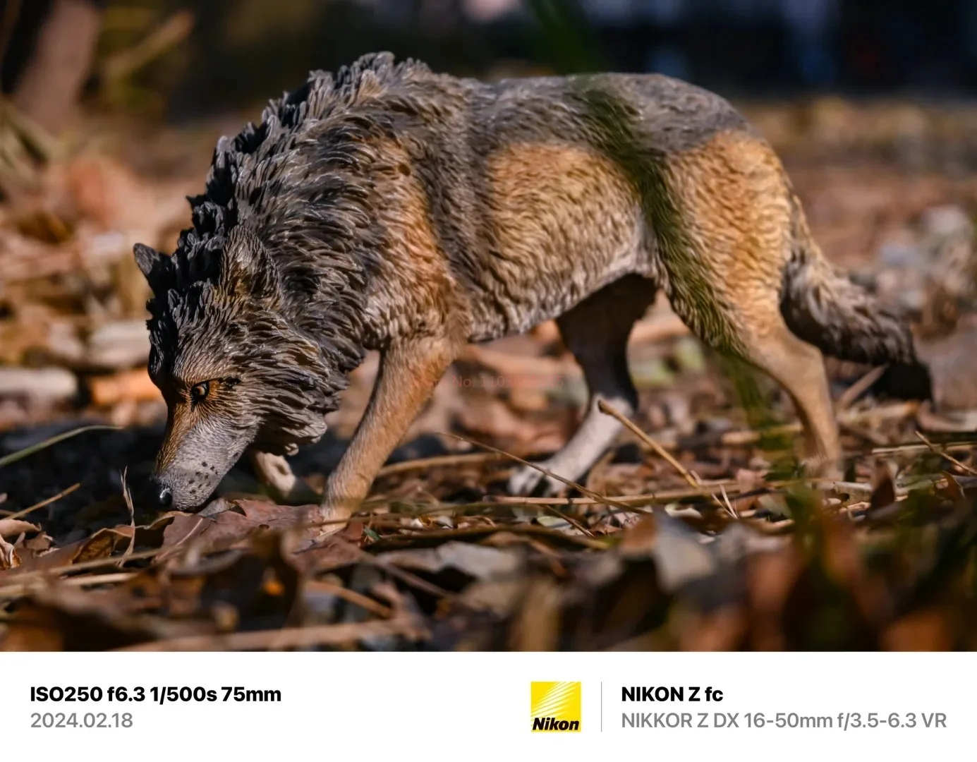 Jxk 1/6 أمريكا الشمالية رمادي الذئب نموذج الاستبداد التعرض الحيوان الشكل جامع Gk مجموعة الديكور الواقعي لعبة مجسمة