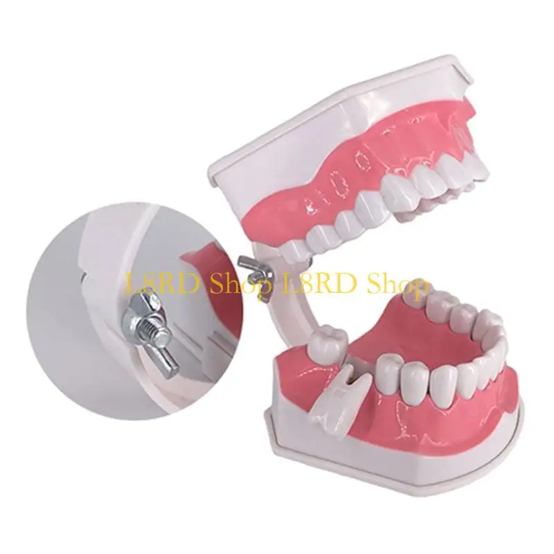 L8RD Standard Demonstration Teeth Model with Toothbrush Teeth Model Denture Model