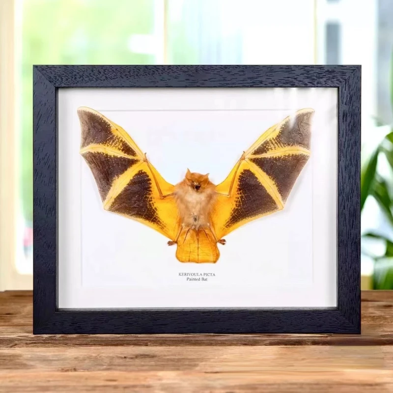 Indonesian color bat/small fire breathing dragon bat specimen home accessories living room decor Holiday gift hobby collection