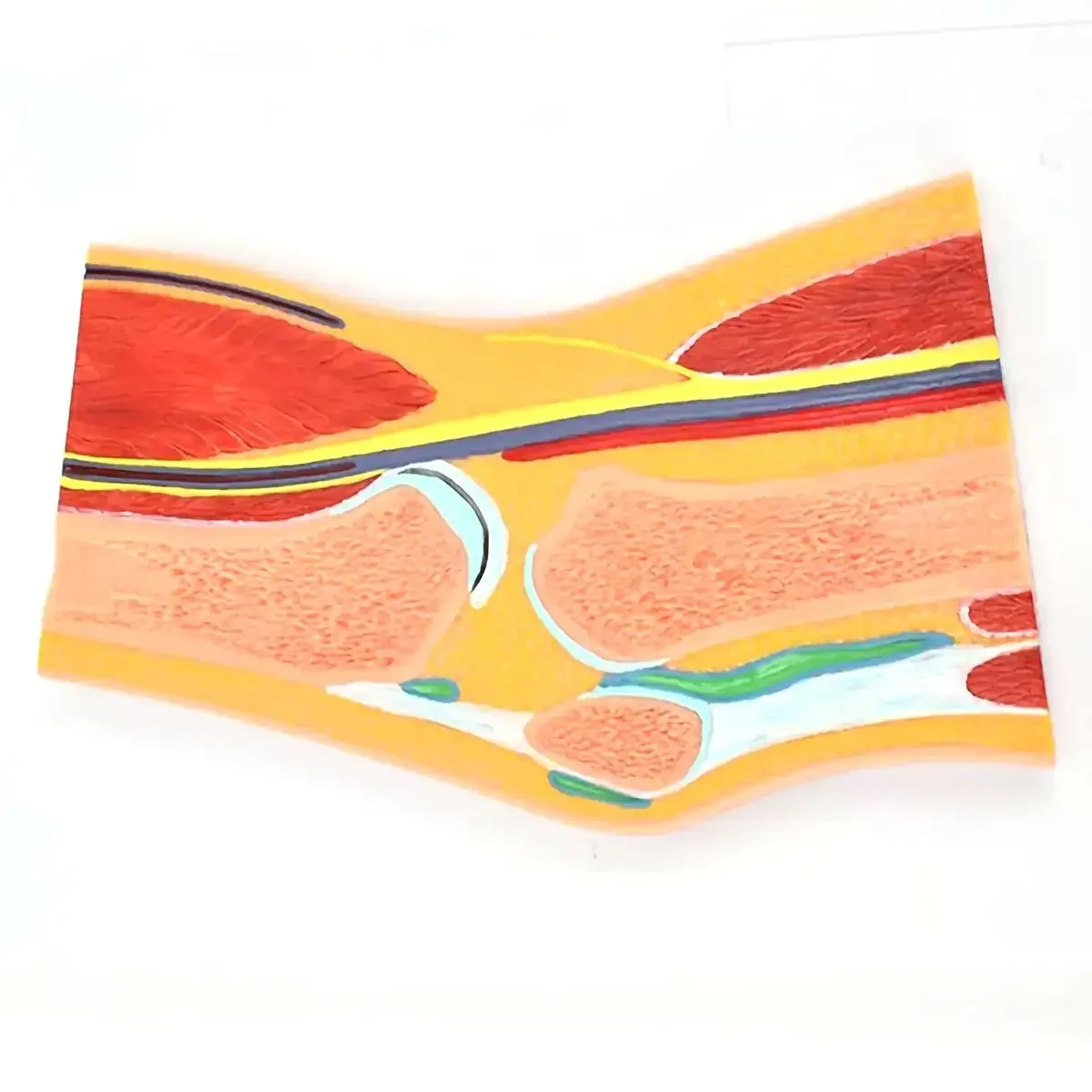 PVC Human 1 Part knee Joint Profile Model Medical Anatomical Models Teaching