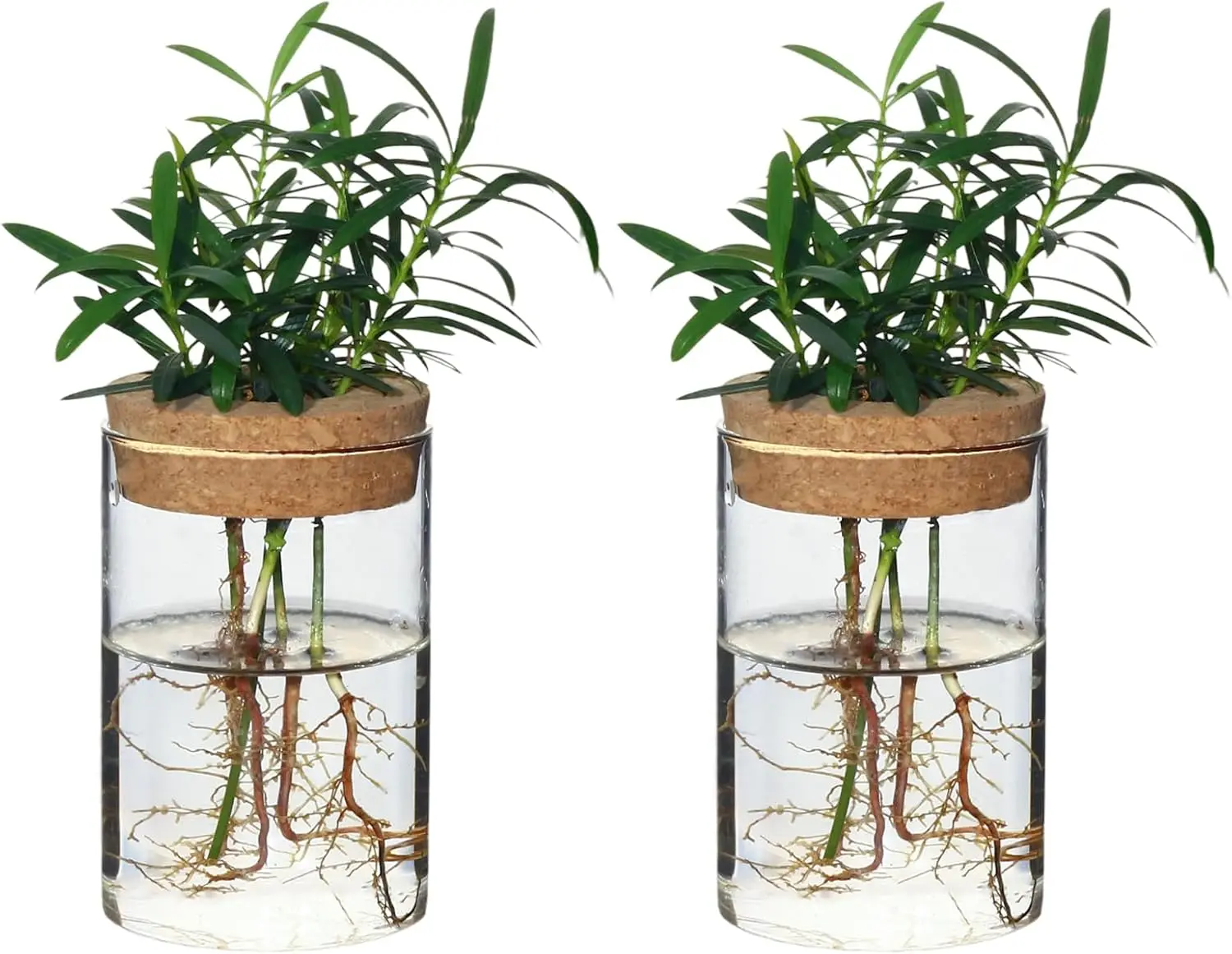 

Стеклянные вазы для цветов, для размножения растений, декор для дома в гостиной или спальне (2 шт.)