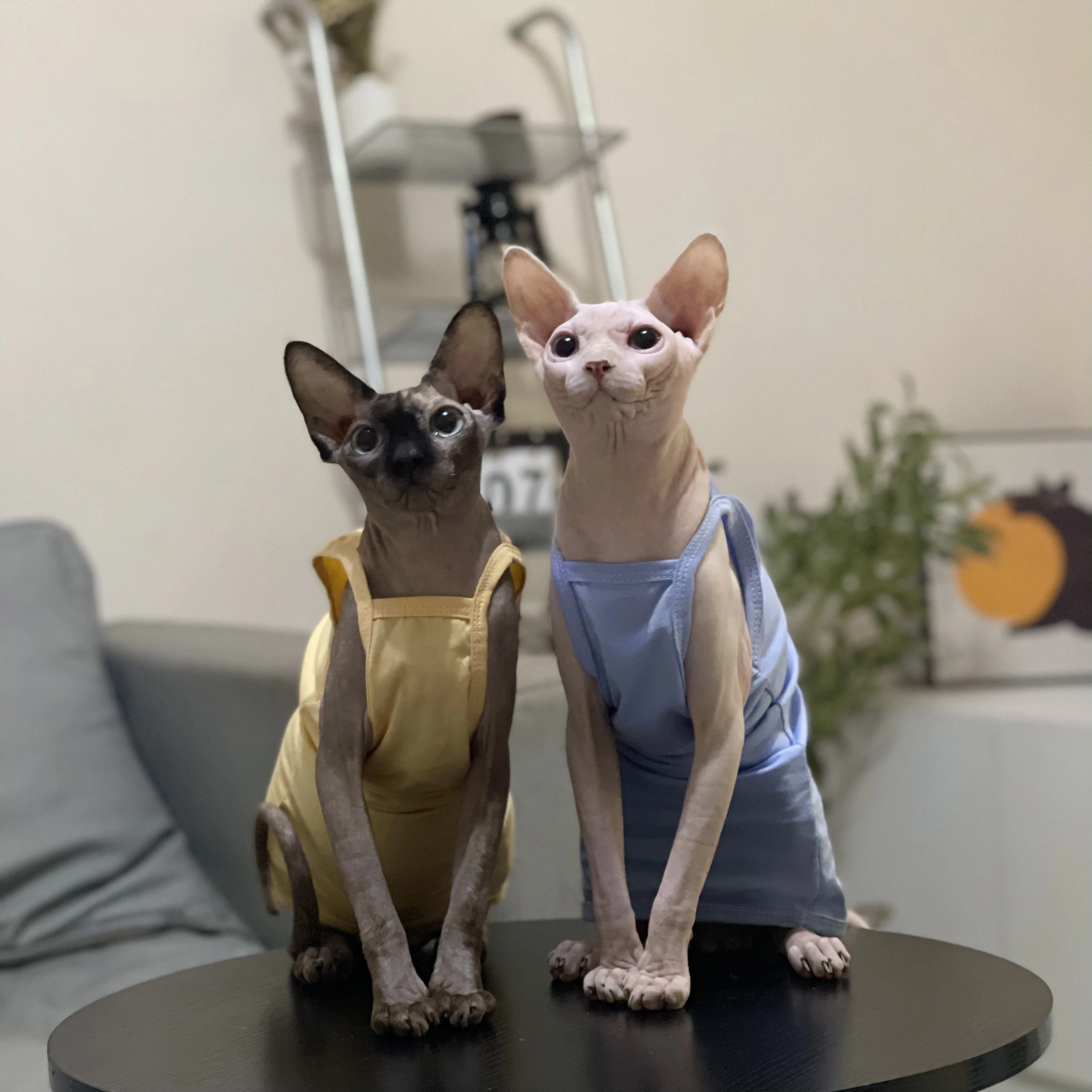 Multicolor Sphynx Pet Cat Clothes Cotton Kittens Outfits For Sphinx Breathable Cats Camisole Soft Devon Rex Clothing Kitten Vest