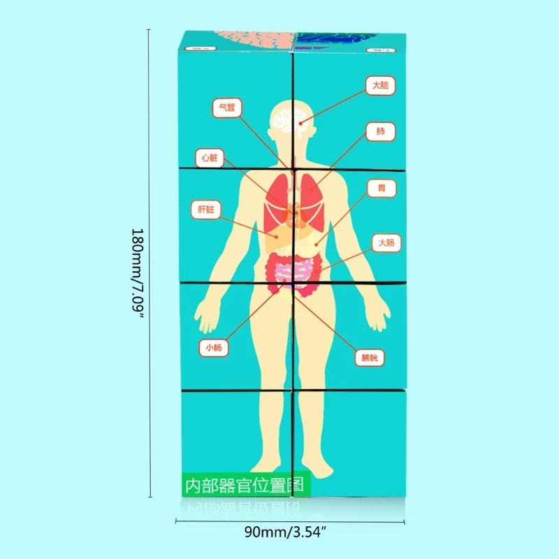인체 기관 큐브 인체 해부학 연구 과학 교실 시연 도구