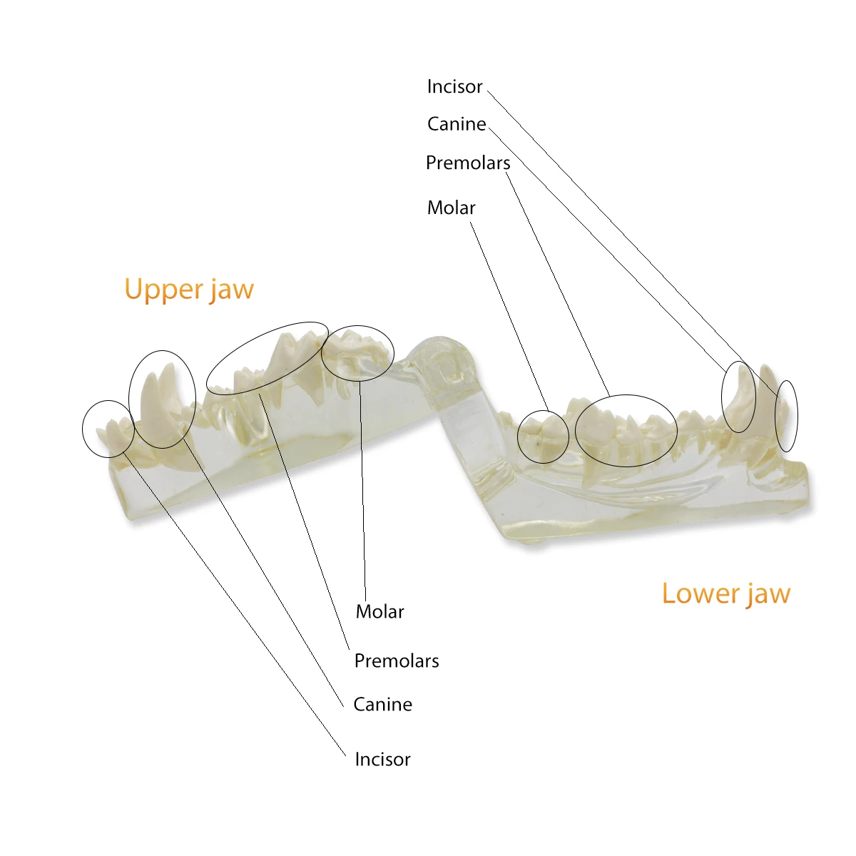 Transparent Dog Cat Teeth Anatomical Model Dental Animals Oral Jaw For Education Canine Dental Veterinary Office Decoration Demo