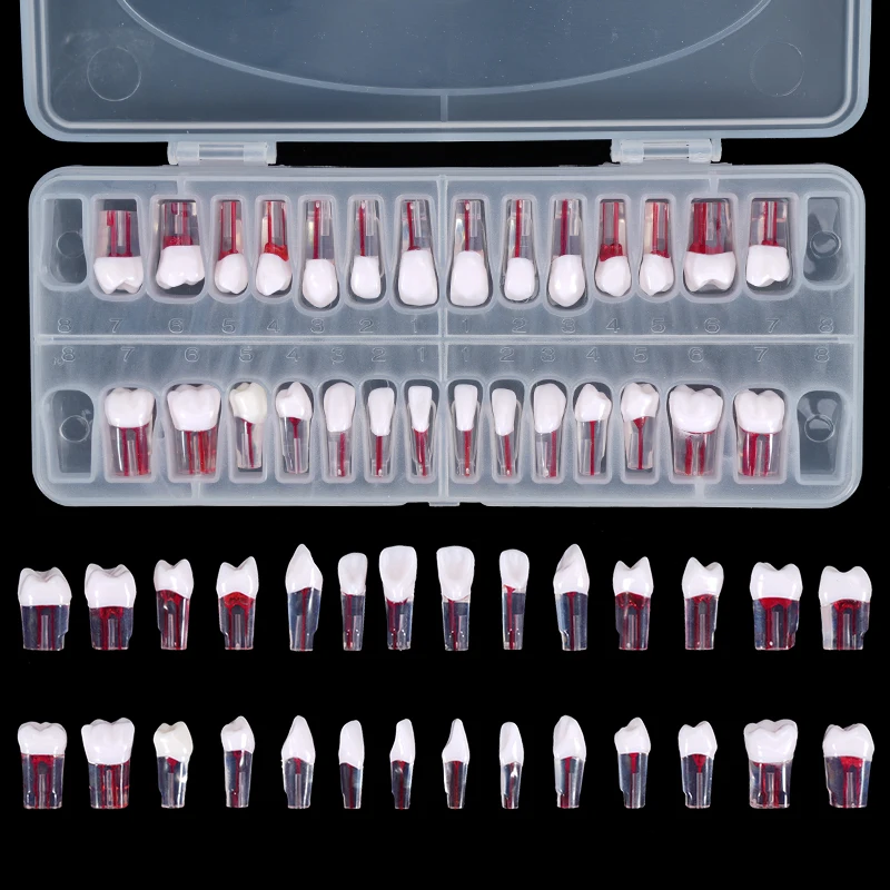 

28pcs Dental Endodontic Teeth Model Full Mouth Root Canal Practice Study Model Endo Teeth Block Training