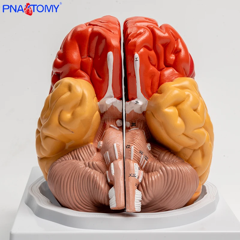 

Natural Brain Model Anatomy Medical School Teaching Tool Lab Display Cerebral Anatomical Model Anatomy 1:1 Half Brain Brainstem