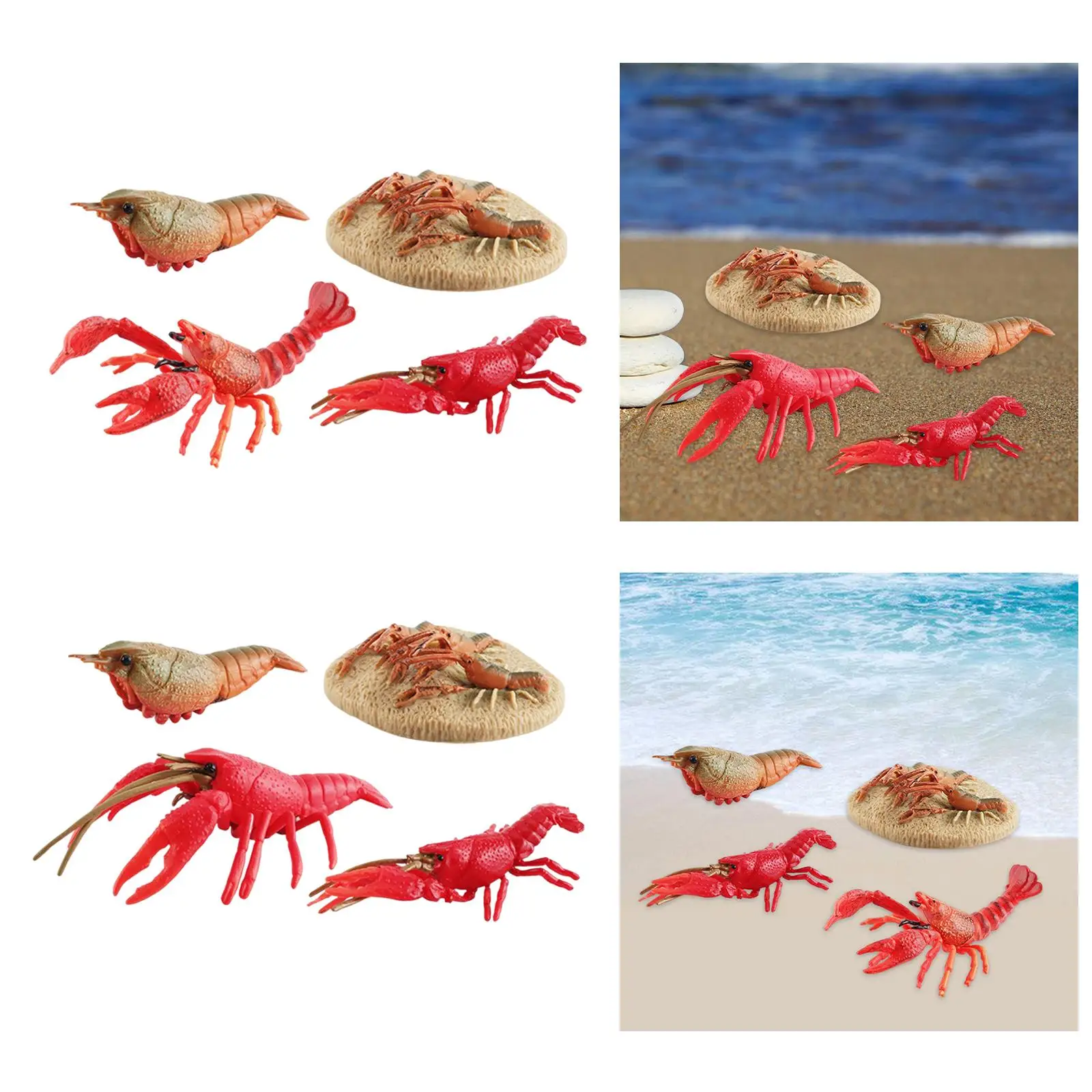 Lobster Life Cycle Model ชีววิทยาของเล่นวงจรชีวิตที่สมจริง Lobster Sea