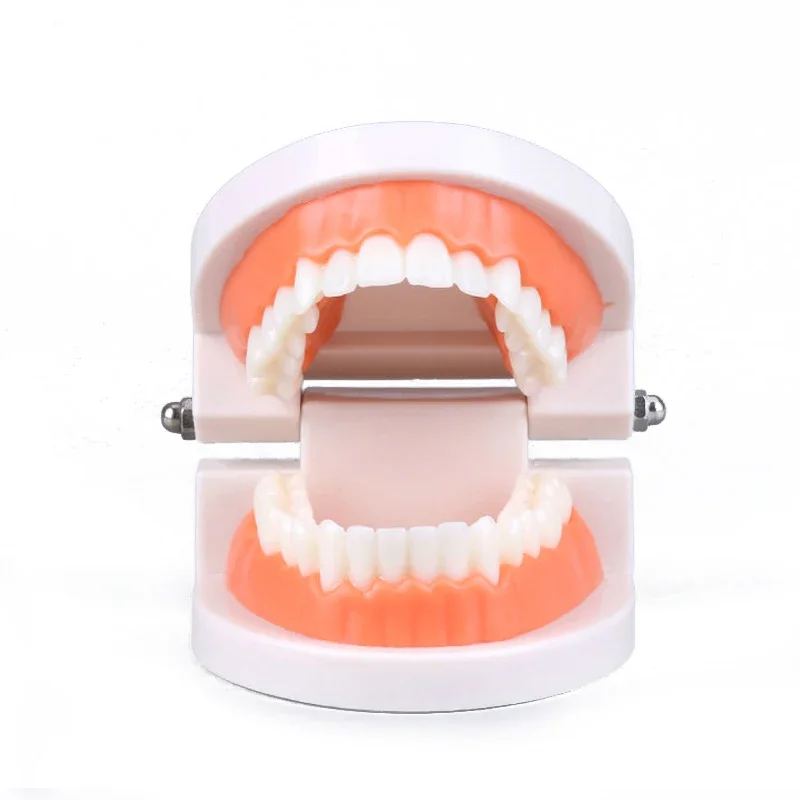 Modelo de dientes de chapa de dientes blanco, juguete Dental estándar, modelo Oral, enseñanza de odontología, demostración de jardín de infantes, herramienta de cepillado de dientes