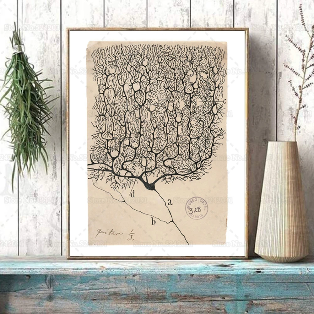لوحة سانتياغو رامون Y Cajal Purkinje رسم خلية الدماغ قماش اللوحة 1899 خمر ديكور المنزل جدار الطباعة #1