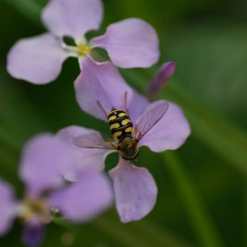 

Приемник для Sanwa DasMikro Compatibe Sanwa FH3 FH4, 4-канальный антенный приемник поверхности