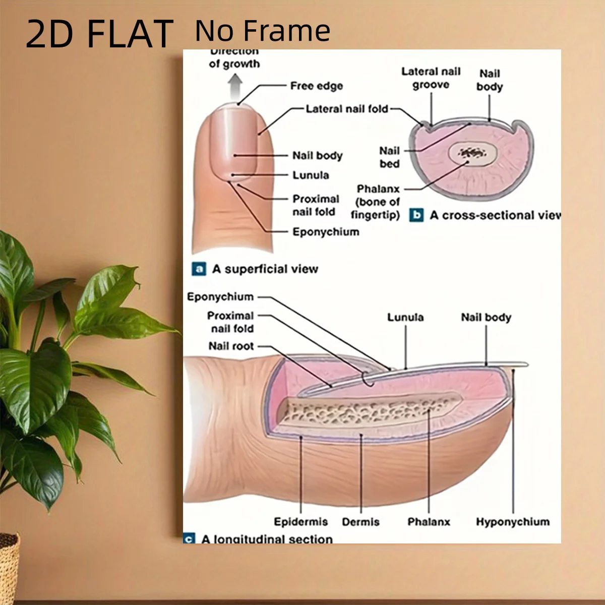 2D Flat, 2D Flat, 2D Flat No Frame Posters Depicting Nail Structure Anatomy, Ideal for Decorating Living Rooms, Bedrooms, Off