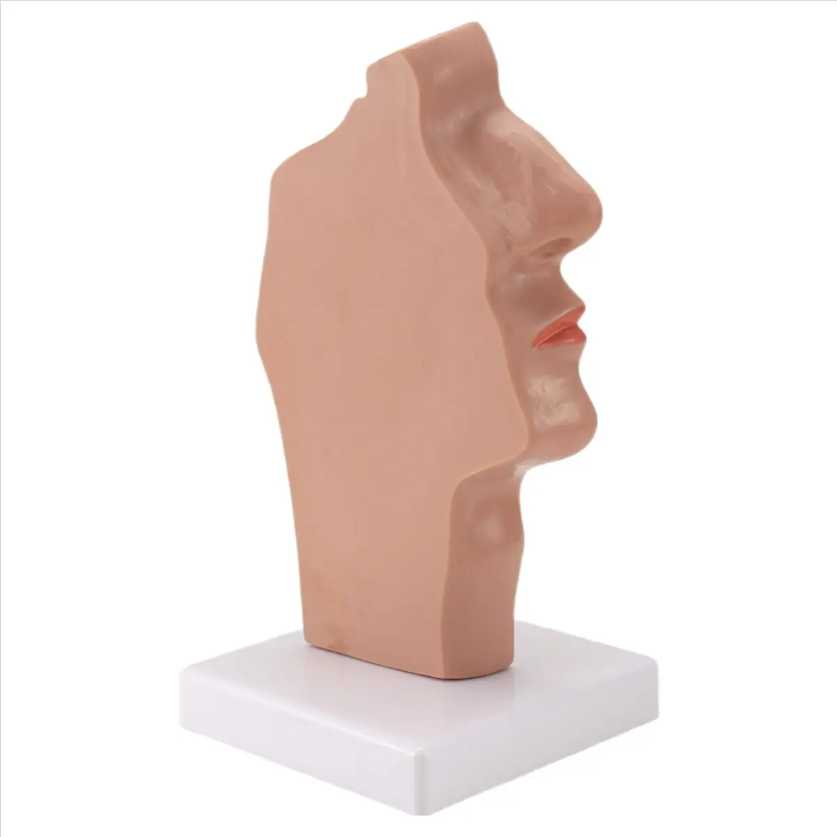 N82R Nasal Cavity Throat Anatomy Model Human Anatomical Pharynx Larynx Model for Students Study Display Teaching