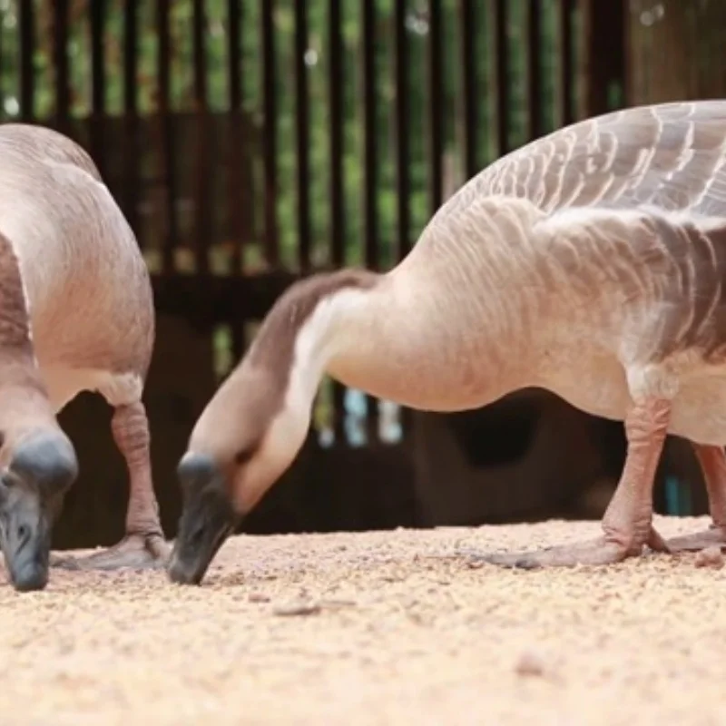 

7075 Gunmetal Steering Cup (L&R) IF221 For Kyosho MP10 MP10T MP9 RC Car Upgrade Parts Spare Accessories