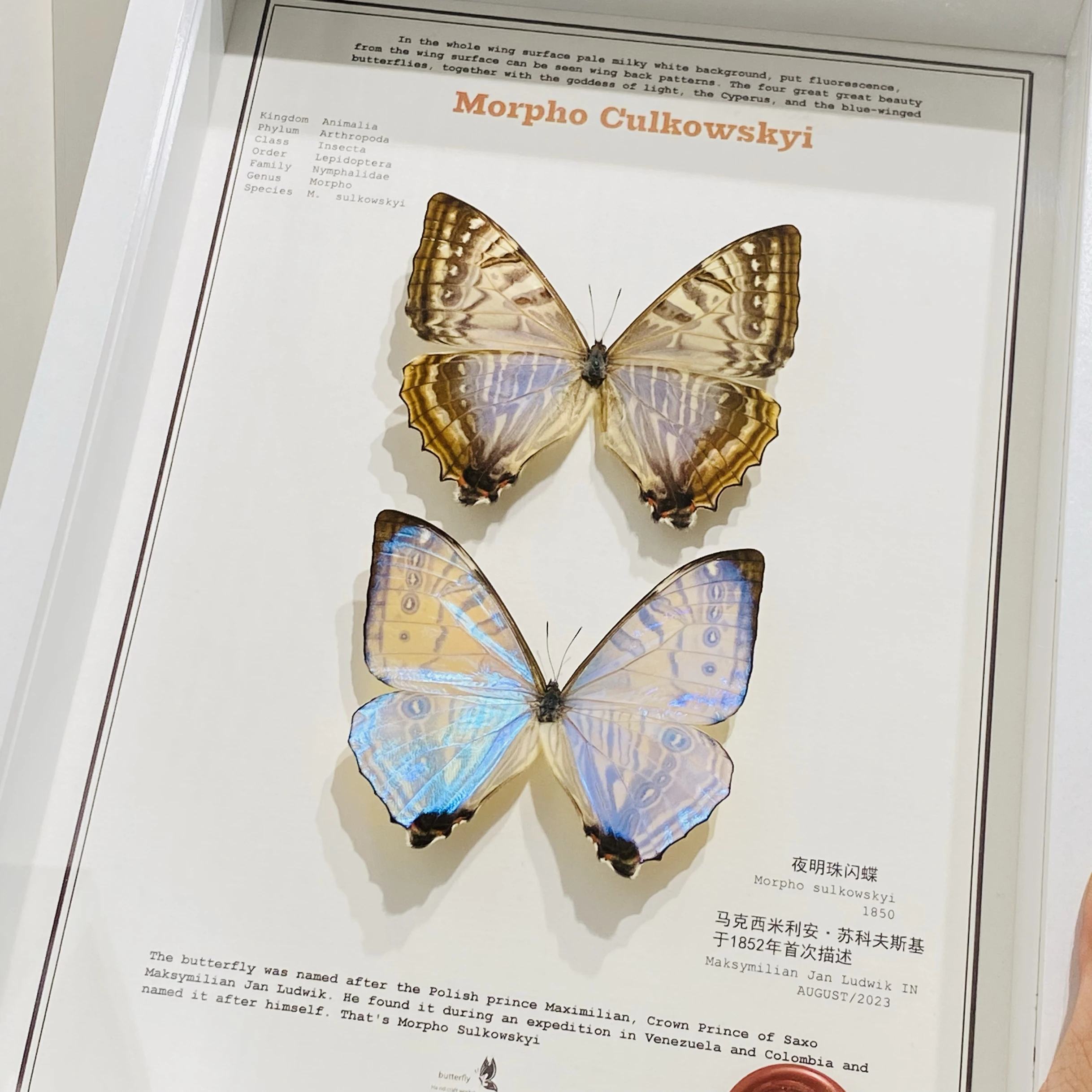 Morpho Culkowskyi Occidentalis Moroho Didius Real Butterfly Specimens  Open Wings Entomologist Insect Lover Collection