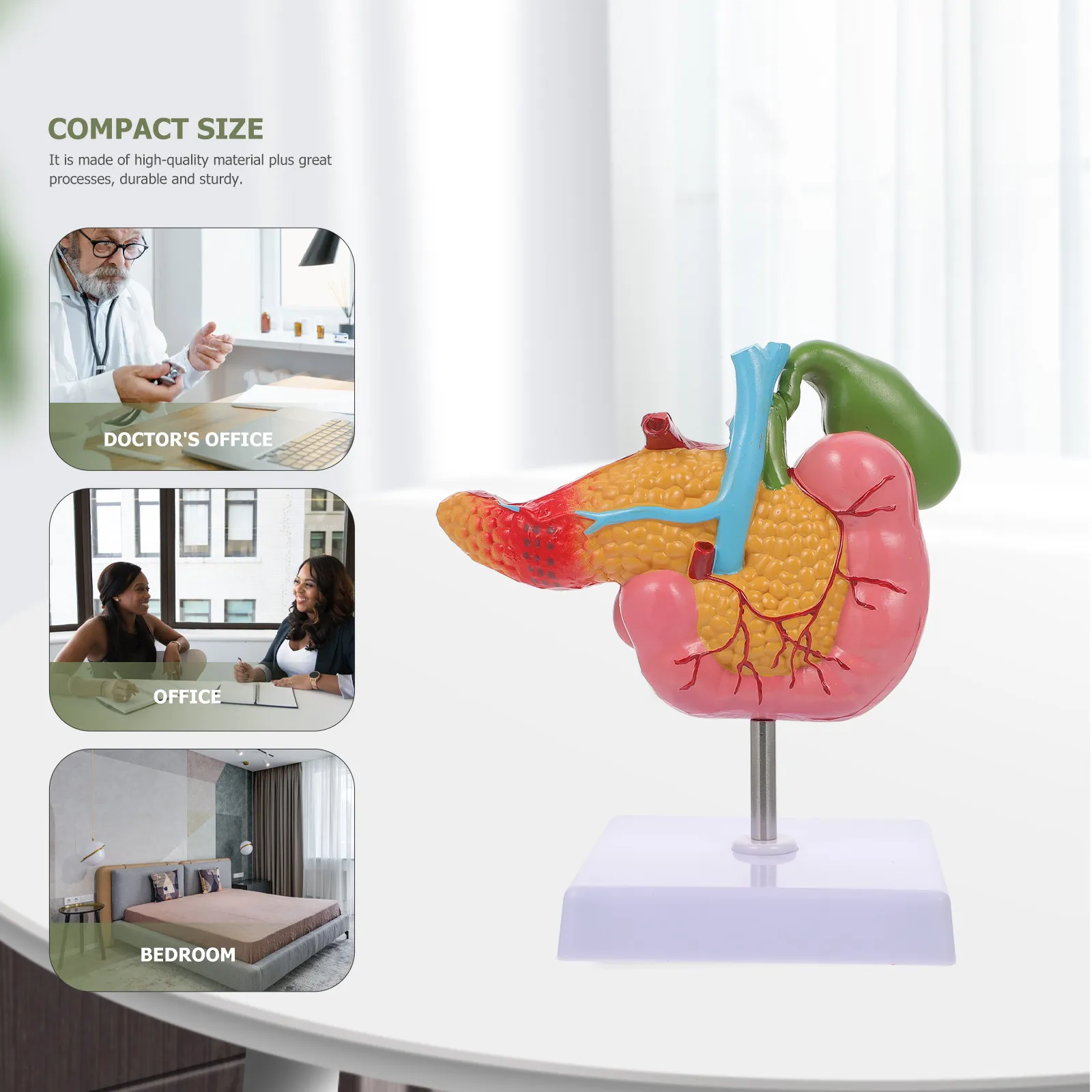 

Human Pancreas Duodenal Gallbladder Pathological Anatomy Teaching Biological Instrument PVC Display Duodenal Lesion Model