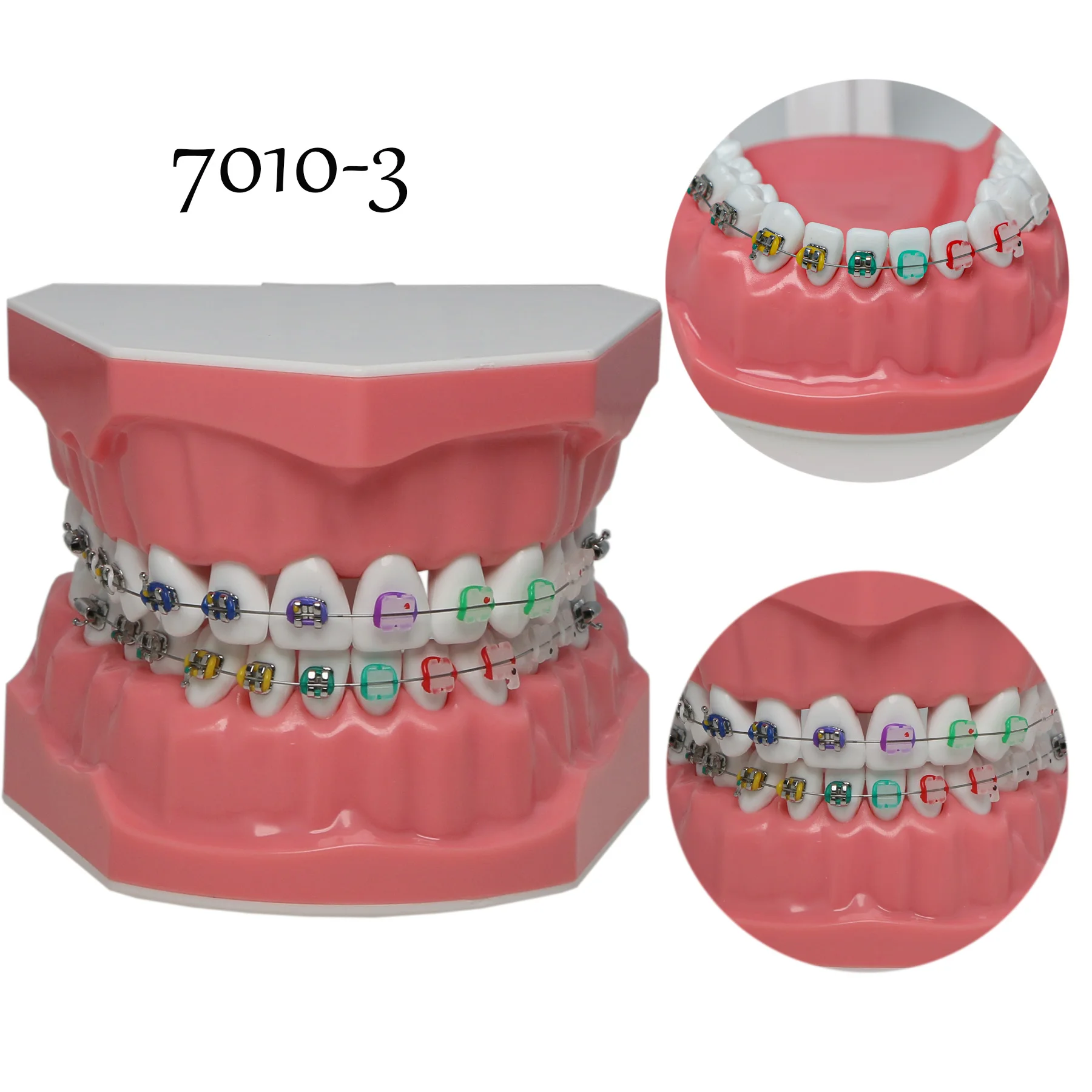 Dental Models Dental Teaching Model Dentistry Orthodontic Teeth Model With Brackets For Dentist Studying Patient Demo 7010-3