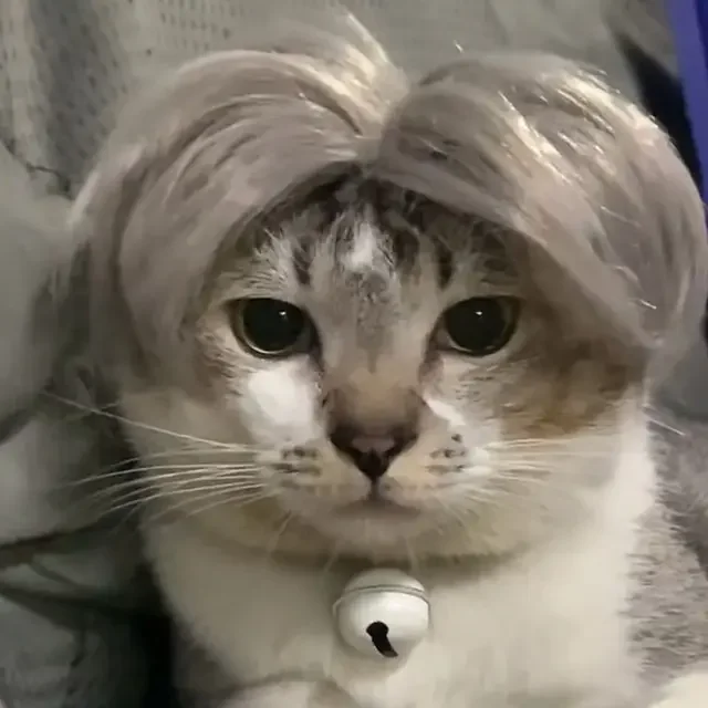 Haustier Perücken Cosplay Requisiten Lustige Hunde Katzen Cross-Dressing Haar Hut Kostüme Zubehör Hallooween Weihnachten Haustiere Liefert