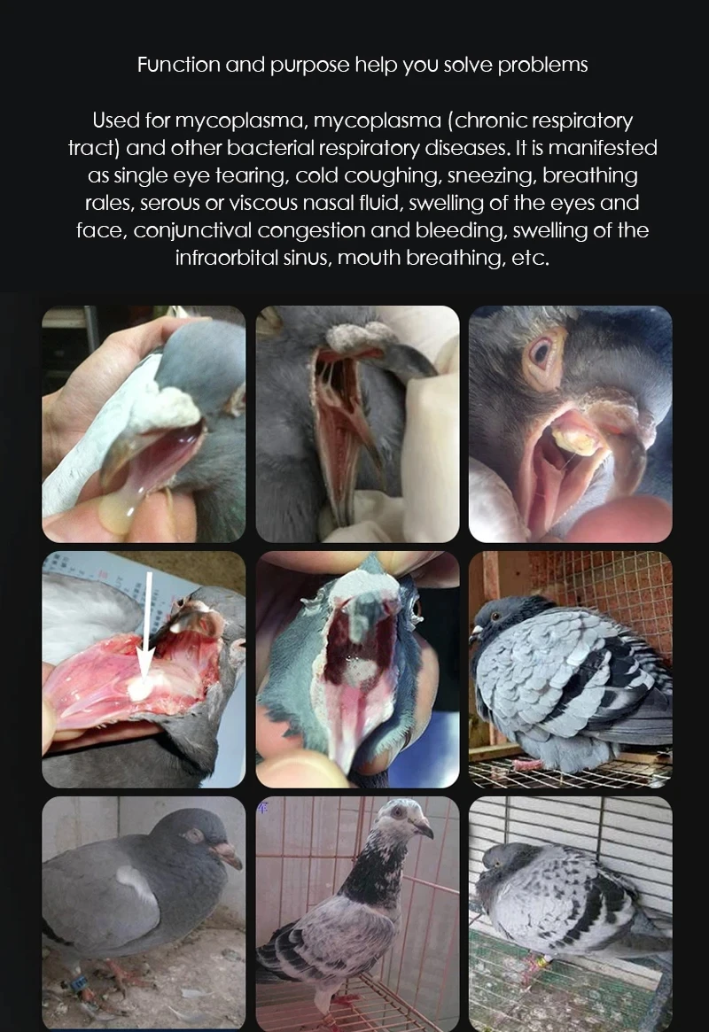 60 قرصًا/صندوق حمامة كلاميديا حمى الجهاز التنفسي المزمن للطيور والببغاء والحمام #2