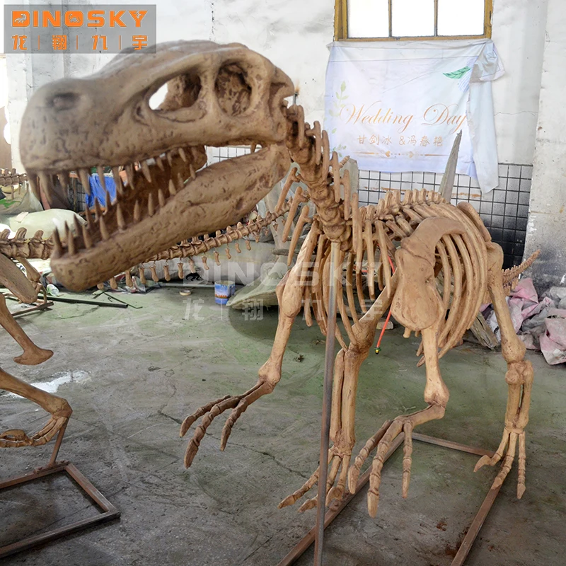 ATV&UTVHandcraft Velociraptor Skeleton Fossils Dinosaur museum Display DINOSKY
