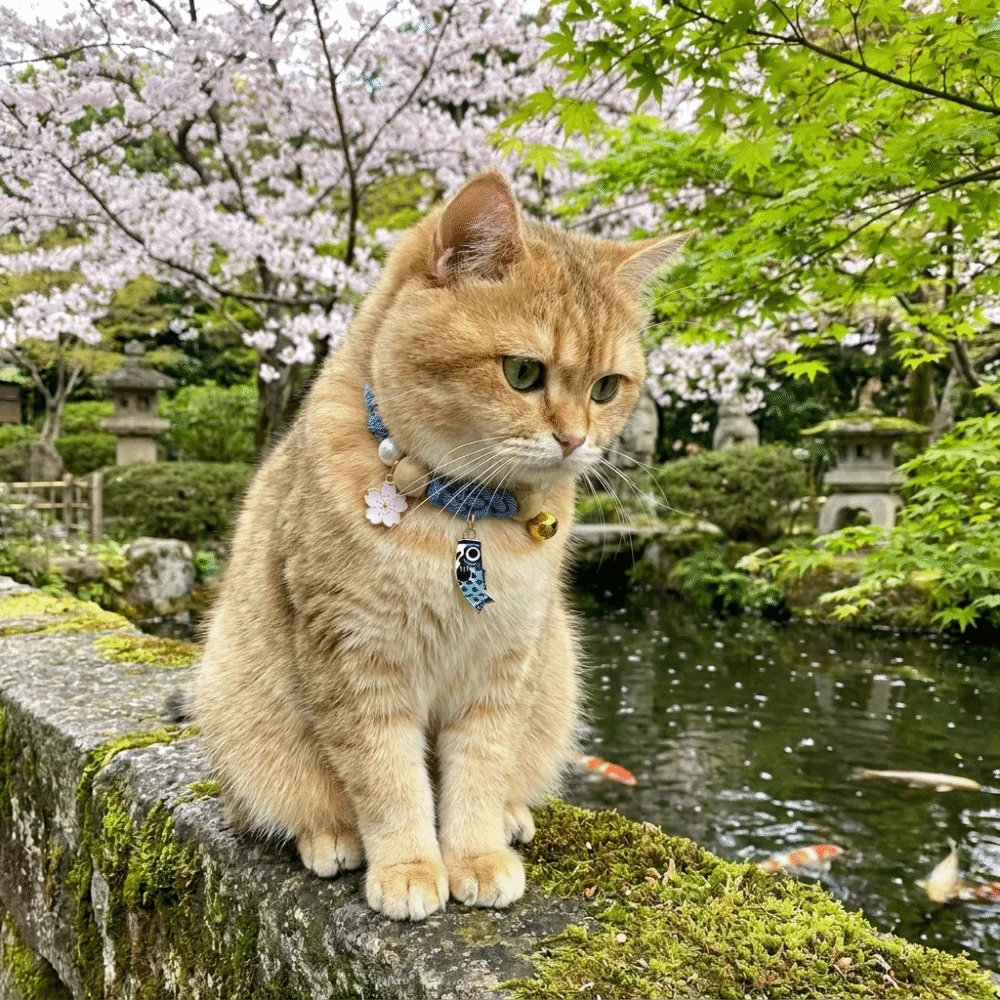 Color Changing Outdoor - Collar ajustable para gatos contra pulgas,