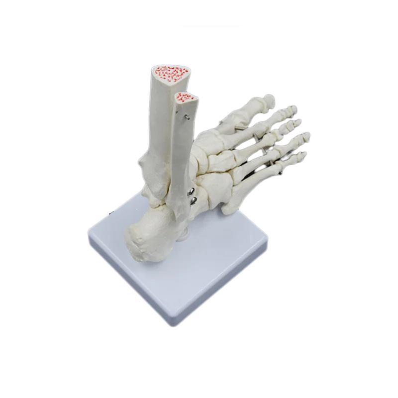 DARHMMY 1:1Medical Human Skeleton Foot Bones Anatomy Model Foot And Ankle With Shank Bone Anatomical Model Greys Anatomy