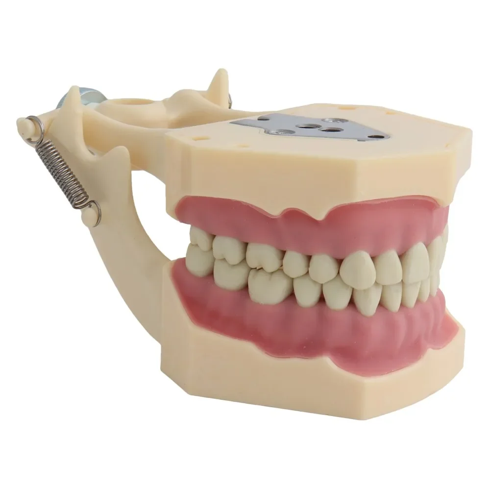 Dental Model Teeth Teaching Standard with 28/32pcs Screw-in Teeths Demonstration