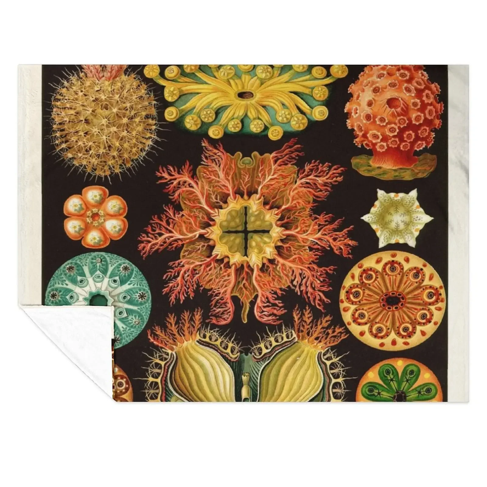 

Ernst Haeckel - Ascidiae (Sea Squirts) - Vintage Botanical illustration Throw Blanket manga Picnic Thin Comforter Blankets