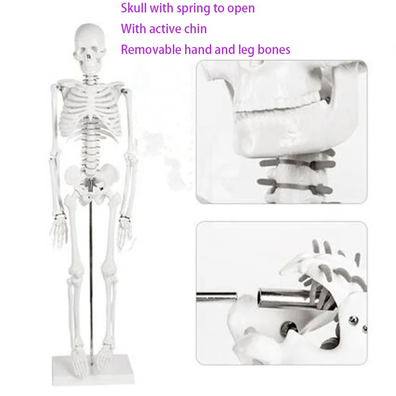 Human Skeletal Model  With Removable Muscles  Spine 1: 1 Medical Whole Body Simulation Art