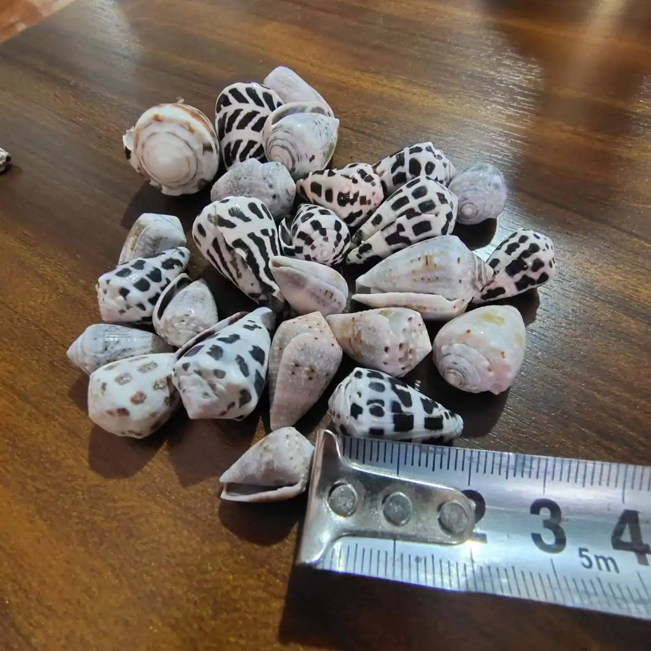 100Pcs Cono Snail,Natural Conch and Shell Specimens, Aquarium Fish Tank
