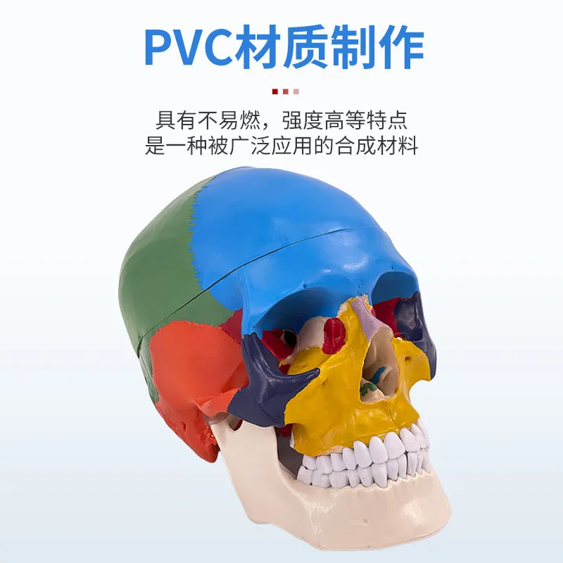 Adult 1:1 skull dissection specimen, medical simulation human skull model, removable color skull