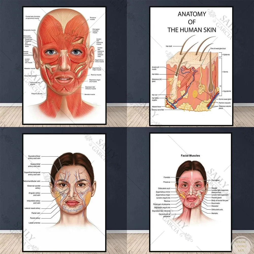 Pädagogisches Gesicht Anatomie Poster Gesichts muskeln und Venen Haut Schönheit Kunststoff Massage medizinische pädagogische Leinwand drucken Wand dekoration