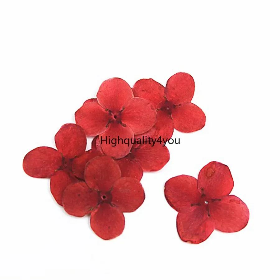 12pcs Dried Pressed Red Lxora Chinensis Lam Flower Plant Herbarium For Jewelry Postcard Invitation Card Bookmark Phone Case DIY