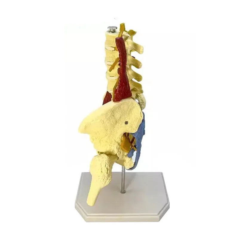 Anatomy Human Pelvis Anatomical Model with Pelvic Floor Muscle Lumbar Spine，Muscle Medical Supplies Teaching Educational Tool