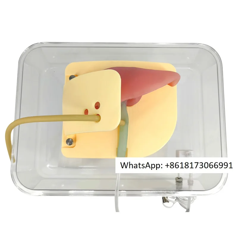 Cholangioscopy Training Model, Hepatobiliary Model T-tube Lithotomy Training Model