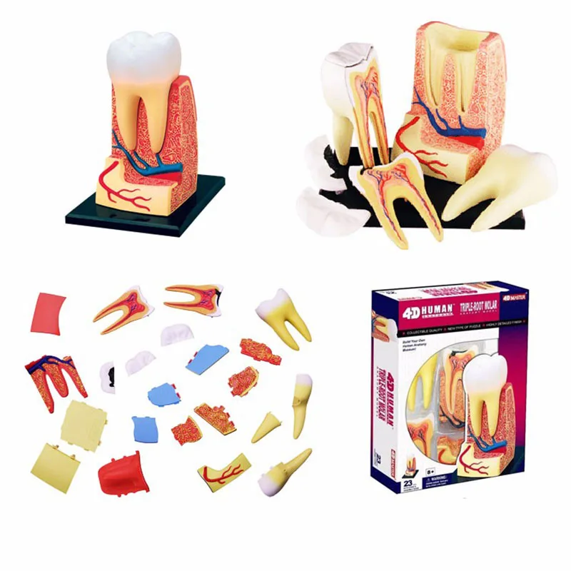

Anatomy 4D Master Human Teeth Triple-root Molar Medical Science Model Puzzle Assembling Toy Skelekon Teaching Aid Equipment