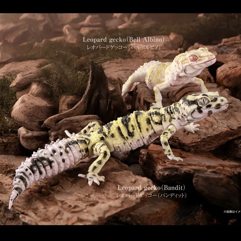 Bandai Biology Grand Library Gashapon Crawler Common Leopard Gecko Armadillo Girdled Lizard Action Figure Model Toys