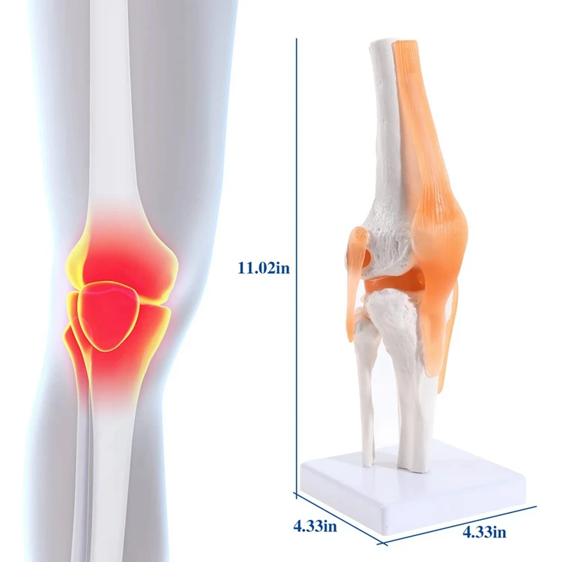 Anatomical Knee Joint With Ligaments Model, Human 1:1 Life Size, For Science Classroom Study, Display Teaching